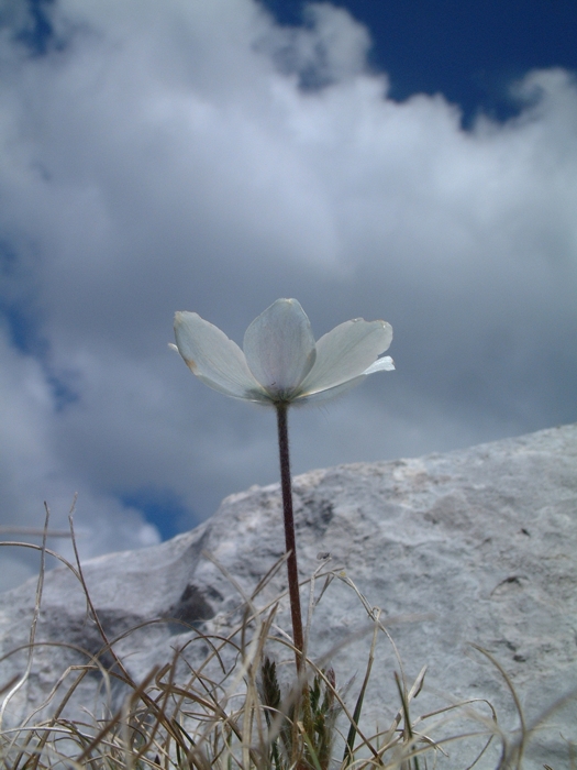 Pulsatilla alpina / Anemone alpino